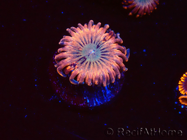 WYSIWYG - Zoanthus Utter Peace 2L10