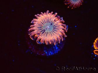 WYSIWYG - Zoanthus Utter Peace 2L10