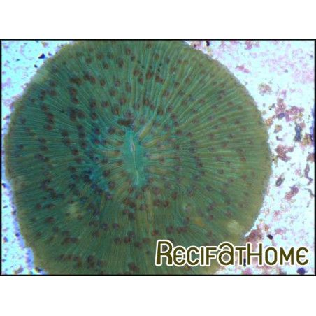 Fungia moluccensis couleur sp