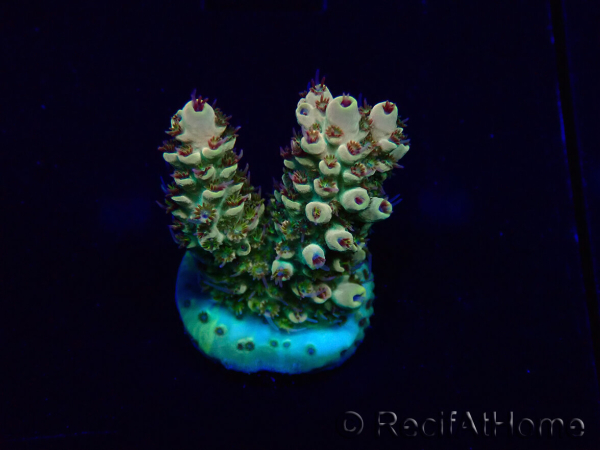 WYSIWYG Acropora 15J6 Mariculture acclimaté led