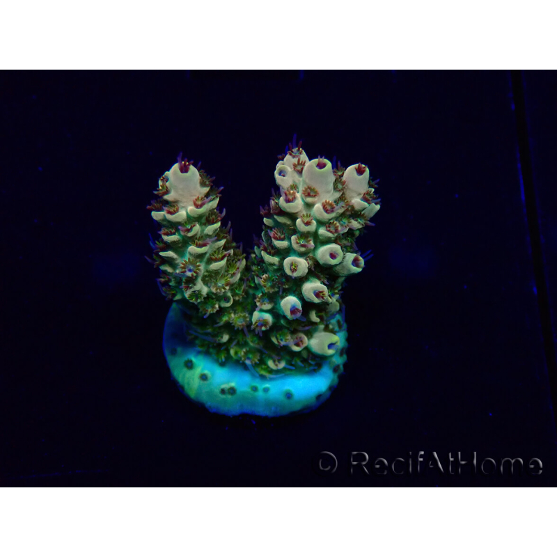 WYSIWYG Acropora 15J6 Mariculture acclimaté led