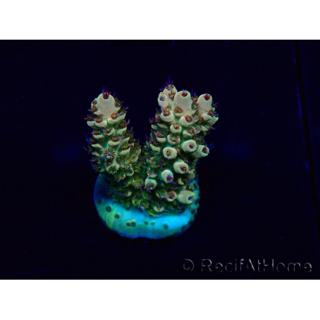 WYSIWYG Acropora 15J6 Mariculture acclimaté led