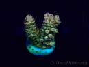 WYSIWYG Acropora 15J6 Mariculture acclimaté led