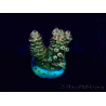 WYSIWYG Acropora 15J6 Mariculture acclimaté led