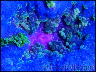 WYSIWYG Stichodactyla tapetum