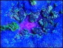 WYSIWYG Stichodactyla tapetum