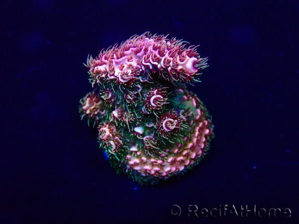WYSIWYG Acropora 15K1 Australie acclimaté led