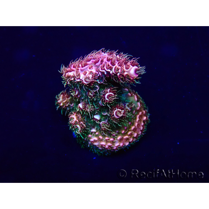 WYSIWYG Acropora 15K1 Australia acclimated LED