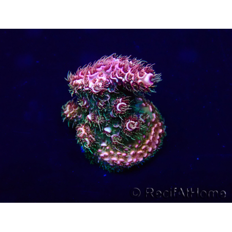 WYSIWYG Acropora 15K1 Australia acclimatato led