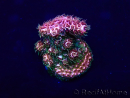WYSIWYG Acropora hyacinthus 15K1 Mariculture acclimaté led