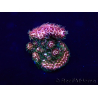 WYSIWYG Acropora 15K1 Australien eingewöhnt LED