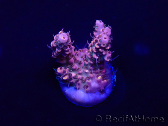 WYSIWYG Acropora 15L1 Mariculture acclimaté led