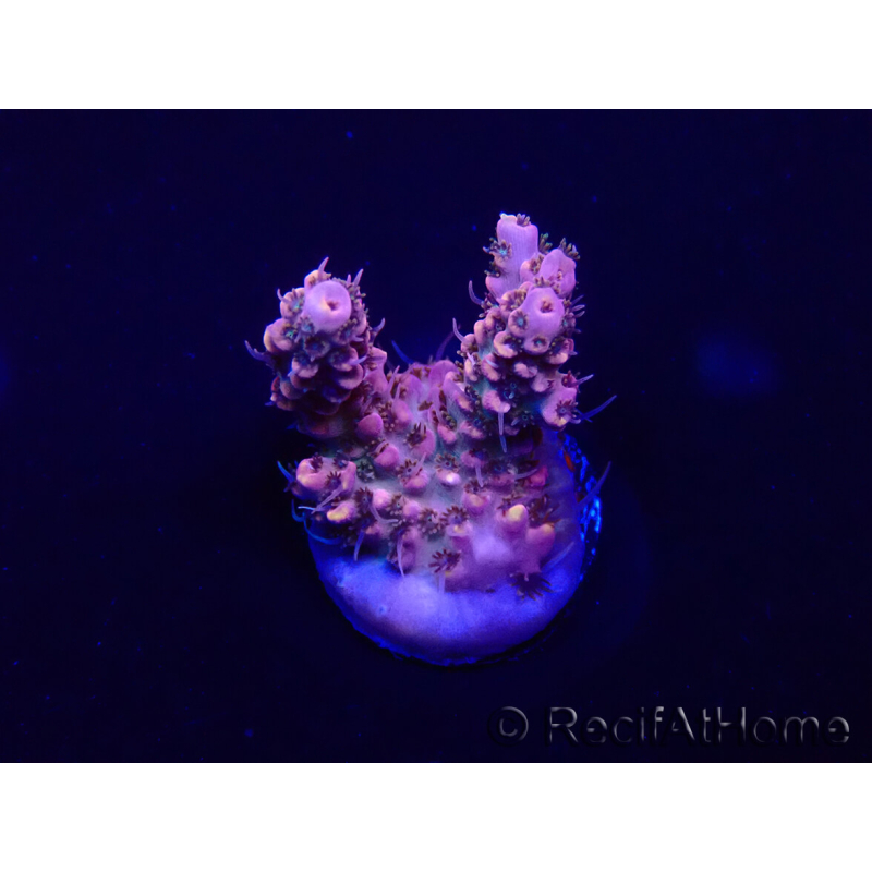 WYSIWYG Acropora 15L1 Marikultur akklimatisiert LED