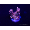 WYSIWYG Acropora 15L1 Mariculture acclimaté led
