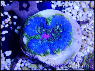 WYSIWYG Stichodactyla tapetum