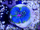 WYSIWYG Stichodactyla tapetum