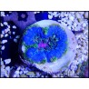 WYSIWYG Stichodactyla tapetum
