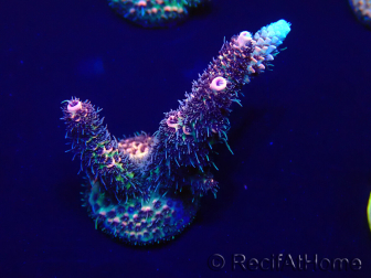 WYSIWYG Acropora 15P1 Marikultur akklimatisiert LED