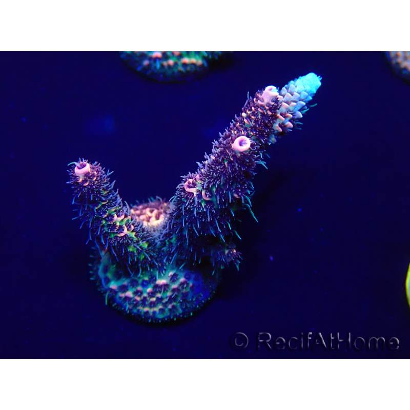 WYSIWYG Acropora 15P1 Mariculture acclimaté led