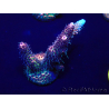 WYSIWYG Acropora millepora 15P1 Mariculture acclimaté led