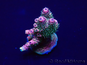 WYSIWYG Acropora 15P8 Marikultur Akklimatisiert LED
