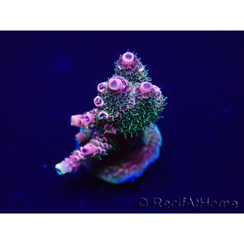 WYSIWYG Acropora 15P8 Mariculture Acclimaté led