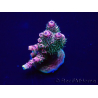 WYSIWYG Acropora 15P8 Marikultur Akklimatisiert LED