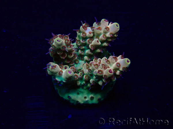 WYSIWYG Acropora Maricoltura acclimatata a LED