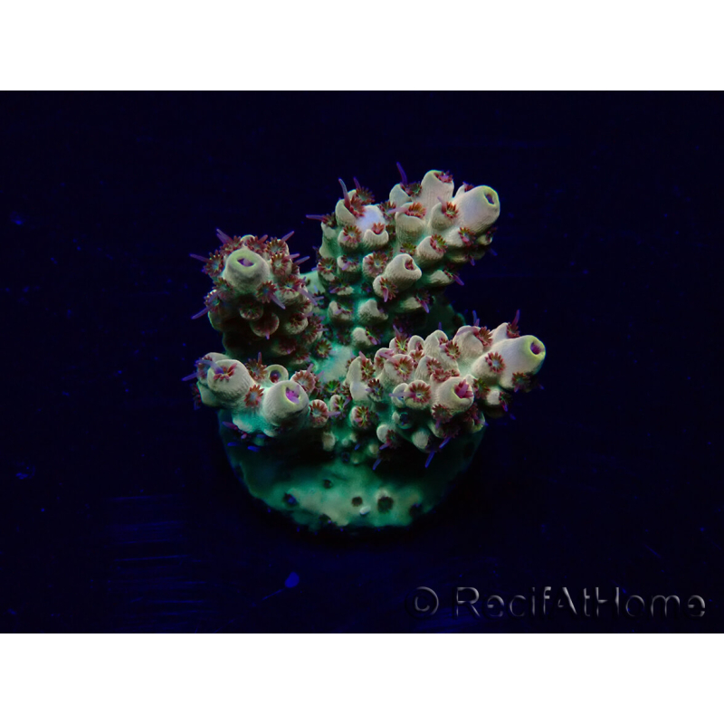 WYSIWYG Acropora Marikultur akklimatisiert LED