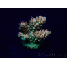 WYSIWYG Acropora 15Q3 Mariculture acclimaté led