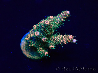 WYSIWYG Acropora Maricultuur geacclimatiseerd LED