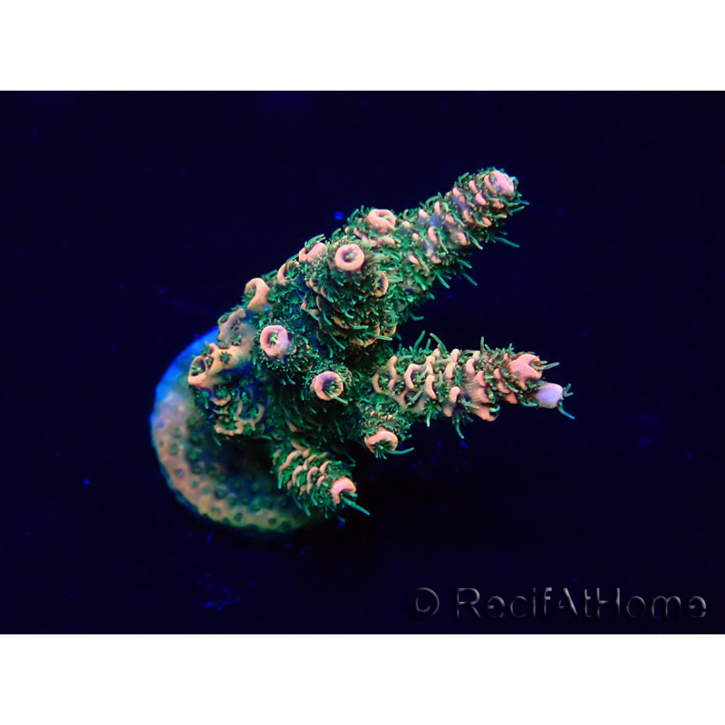 WYSIWYG Acropora 15R11 Mariculture acclimaté led