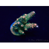 WYSIWYG Acropora 15R11 Mariculture acclimaté led