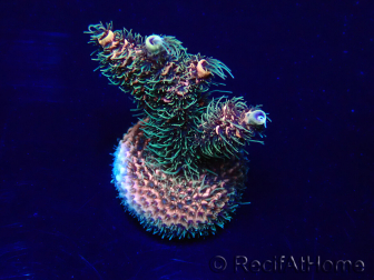 WYSIWYG Acropora Mariculture acclimated LED