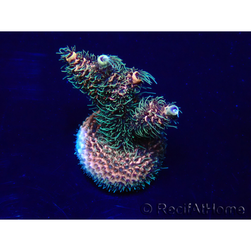 WYSIWYG Acropora 15S2 Mariculture acclimaté led