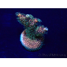 WYSIWYG Acropora Maricultura aclimatada LED