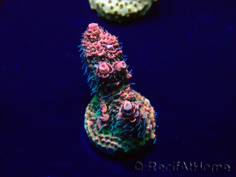 WYSIWYG Acropora Maricultura aclimatada LED