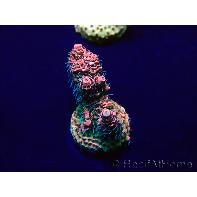 WYSIWYG Acropora Marikultur akklimatisiert LED