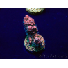 WYSIWYG Acropora 15S4 Mariculture acclimaté led