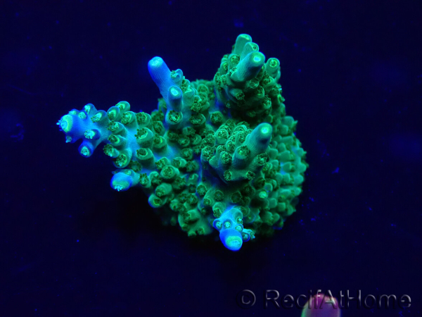 WYSIWYG Acropora Maricultuur geacclimatiseerd LED