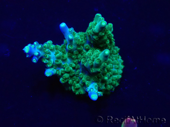 WYSIWYG Acropora Mariculture acclimated LED