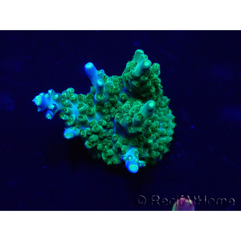 WYSIWYG Acropora 15S6 Mariculture acclimaté led