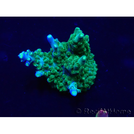 WYSIWYG Acropora Mariculture acclimated LED
