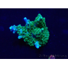 WYSIWYG Acropora 15S6 Mariculture acclimaté led