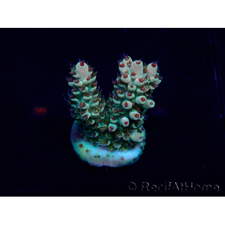 WYSIWYG Acropora 15J6 Mariculture acclimaté led