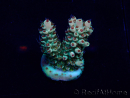 WYSIWYG Acropora 15J6 Mariculture acclimaté led