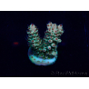 WYSIWYG Acropora 15J6 Mariculture acclimaté led