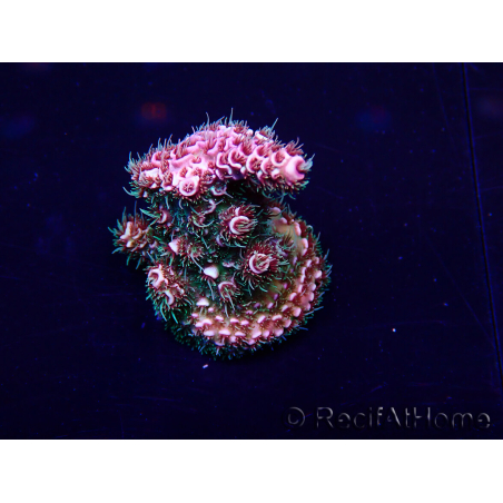 WYSIWYG Acropora 15K1 Australie acclimaté led