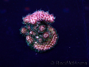 WYSIWYG Acropora 15K1 Australie acclimaté led