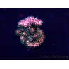WYSIWYG Acropora 15K1 Australie acclimaté led
